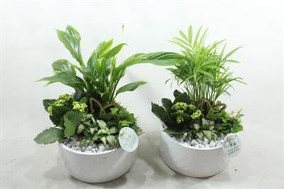 <h4>Sc003 Loes White</h4>