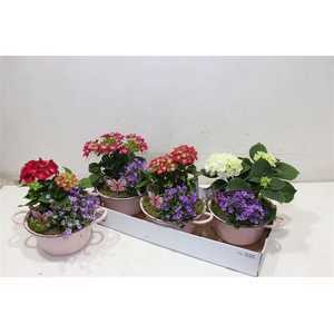 Arr Tuinplanten Hydr
