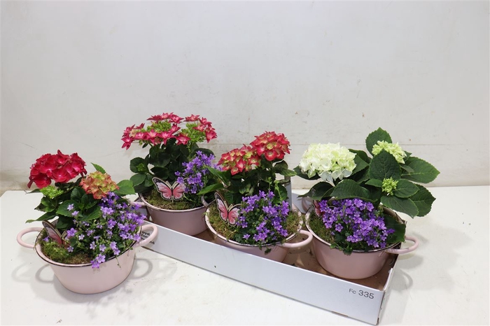 <h4>Arr Tuinplanten Hydr</h4>