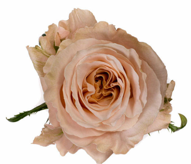R Gr Shimmer Peach 50cm EC