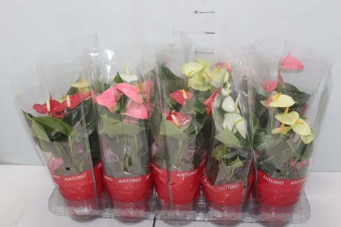 <h4>ANTHURIUM VARIADO P12</h4>