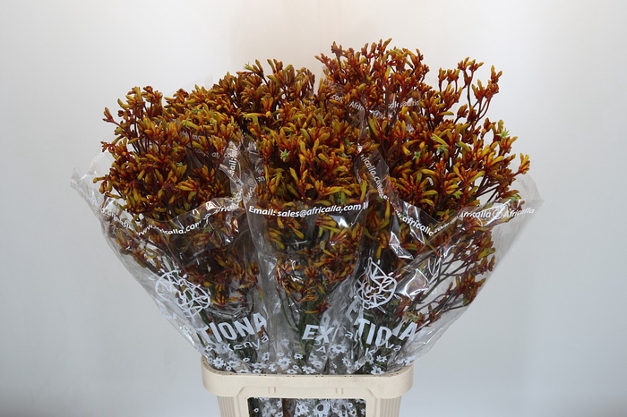 <h4>Anigozanthos Gold Fever</h4>
