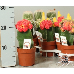 CACTUS GEM