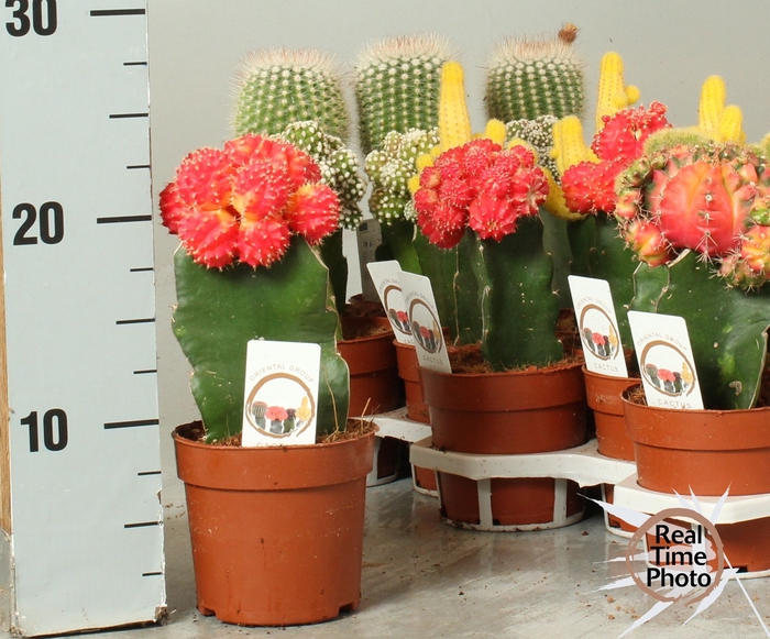 <h4>CACTUS GEM</h4>