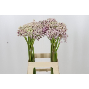 Allium Silverspring