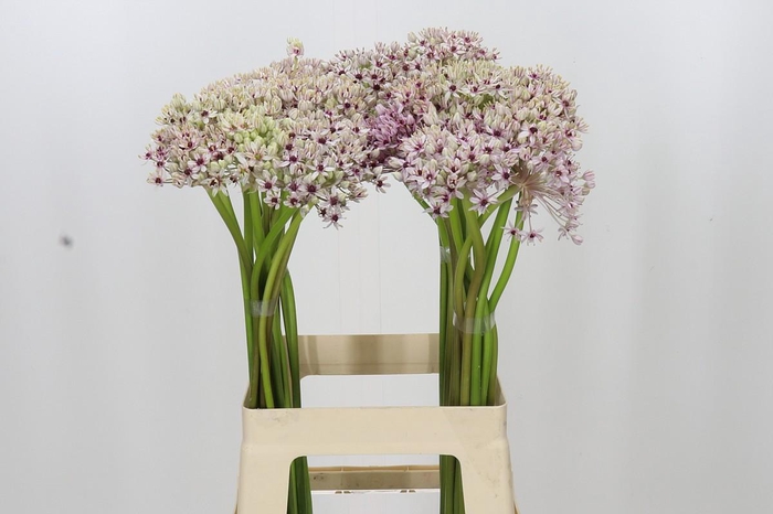 <h4>Allium Silverspring</h4>