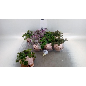 Arr.   Kamerplant Groen L%