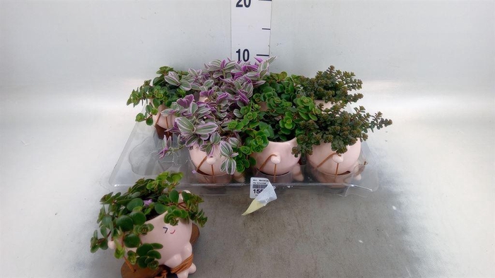 <h4>Arr.   Kamerplant Groen L%</h4>