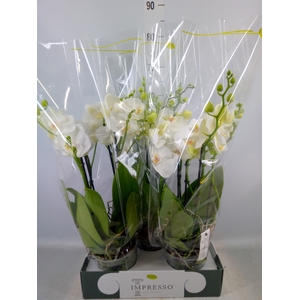 Phalaenopsis   ...white