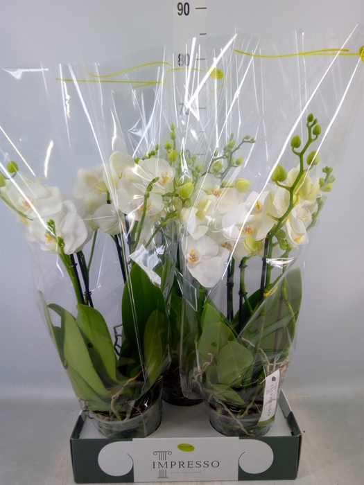 <h4>Phalaenopsis   ...white</h4>