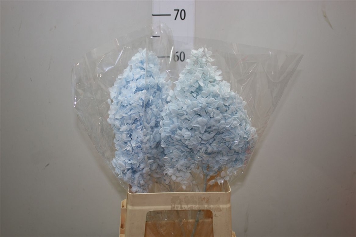 <h4>Dried Hyd Anne Tiffany</h4>