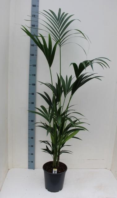 <h4>HOWEA FORSTERIANA</h4>