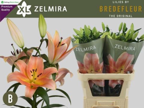 <h4>LI OT ZELMIRA</h4>