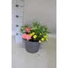 Perkplanten 19 cm Mix 02 (pet roze, cali geel, verb lime)