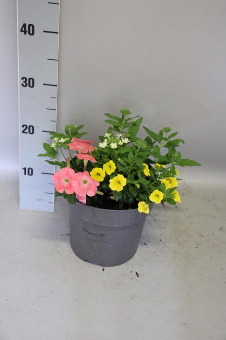 Perkplanten 19 cm Mix 02 (pet roze, cali geel, verb lime)