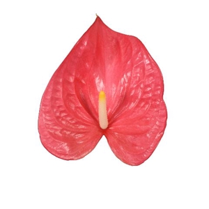 Anth A Maine 13 cm X6 Oosterzon