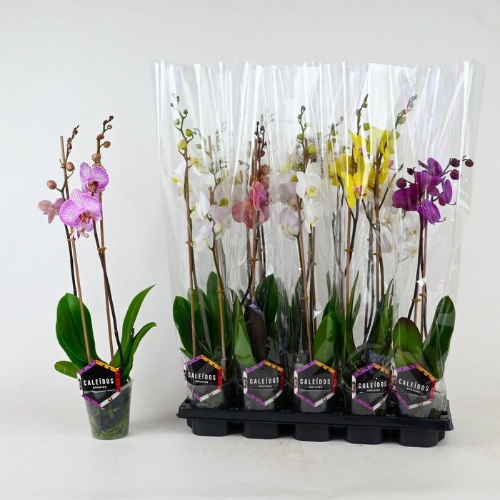 <h4>PHAL GEM 5 KL</h4>