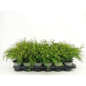 Chamaecyparis Sungold