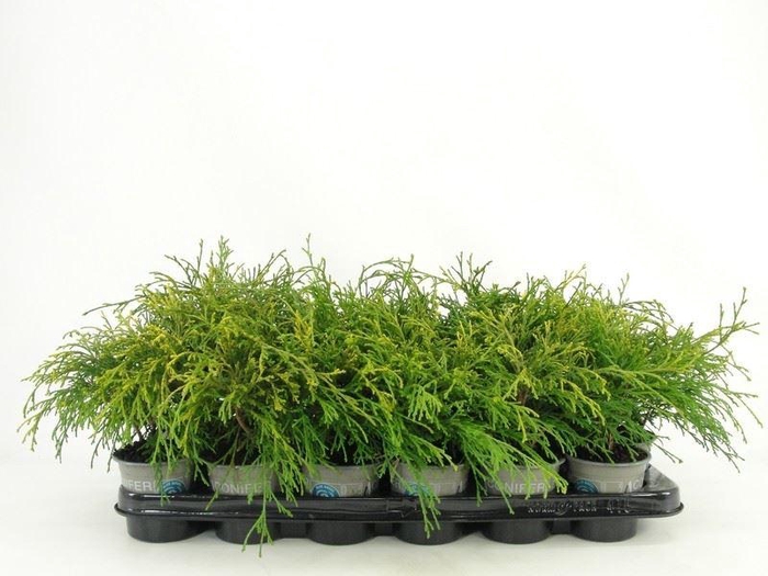 <h4>Chamaecyparis Sungold</h4>