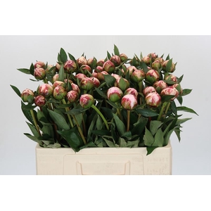 Paeonia Sarah Bernhardt