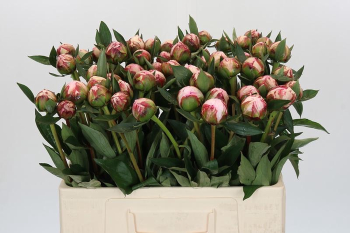 <h4>Paeonia Sarah Bernhardt</h4>