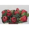 Protea Grandiceps