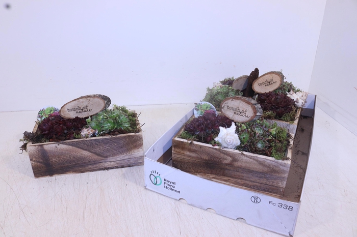 <h4>ARR SEMPERVIVUM</h4>