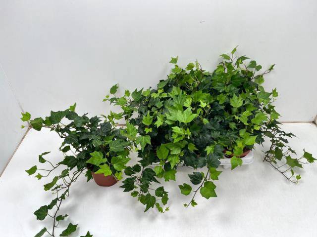 <h4>HED HE GREEN RIPPLE</h4>