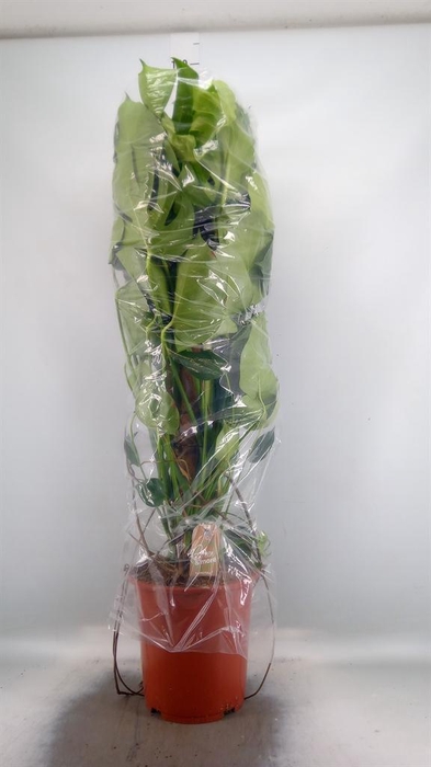 <h4>Monstera delic.</h4>