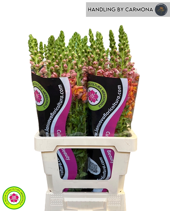 <h4>ANTIR POTO D ORANGE</h4>