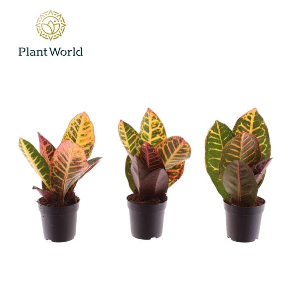 <h4>Codiaeum variegatum grootbladig 'Petra'</h4>