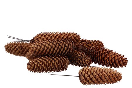 <h4>Pick Nature Fine Spar On Wire Ds A 50 Pc</h4>