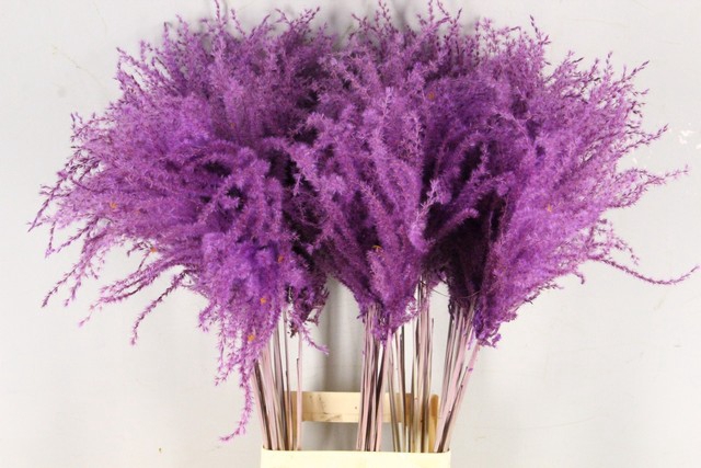 <h4>Dried miscanthus paint milka</h4>