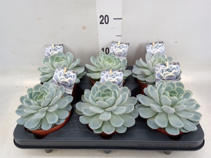 <h4>Echeveria   ...</h4>