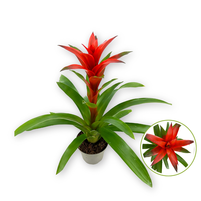 <h4>Guzmania 14cm "Amoretto" gekleurde hoes 50cm</h4>
