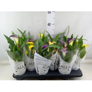 Zantedeschia   ...mix