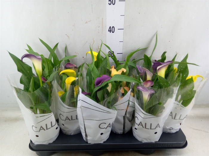 <h4>Zantedeschia   ...mix</h4>