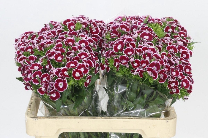 <h4>DI BARB KING BRE</h4>