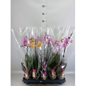 Phalaenopsis   ...mix