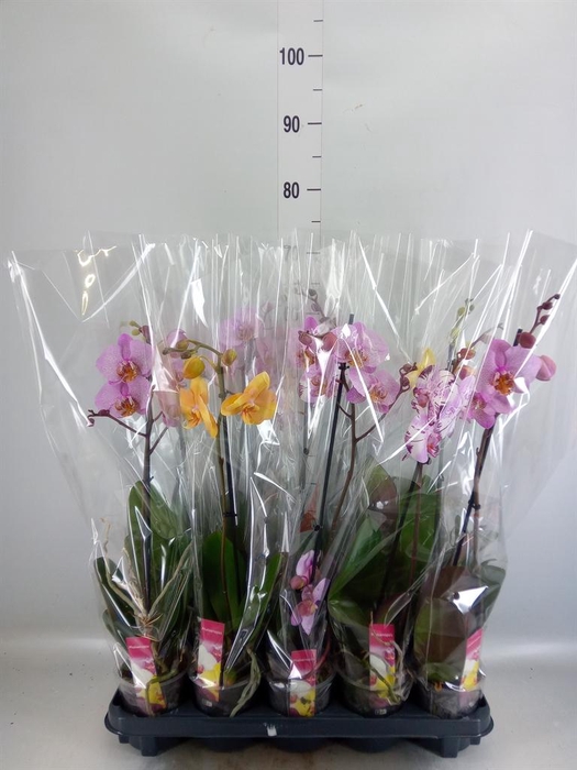 <h4>Phalaenopsis   ...mix</h4>