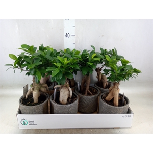 Ficus microcarpa 'Ginseng'