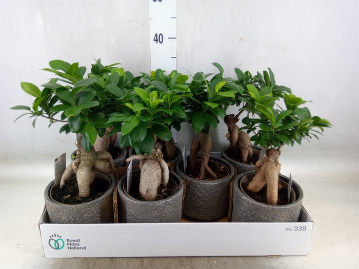 <h4>Ficus microcarpa 'Ginseng'</h4>