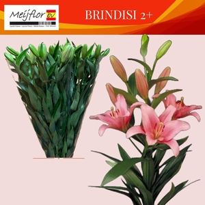 LI LA BRINDISI