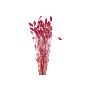 Dried Artz Phalaris Rafael Bunch