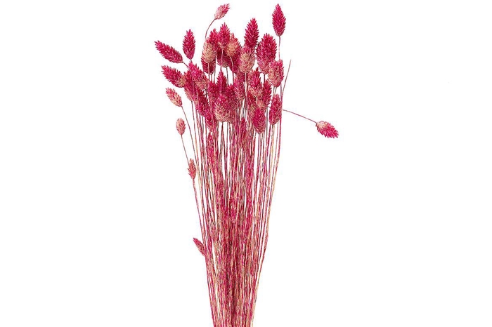 <h4>Dried Artz Phalaris Rafael Bunch</h4>
