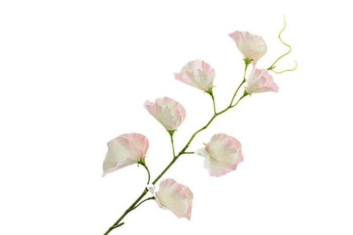 Lathyrus Pink Light