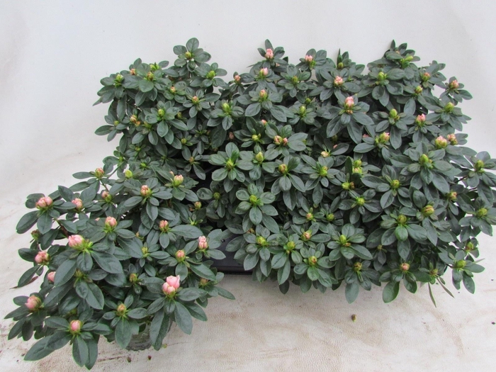 arr8 Rhodo Si Aiko Rose