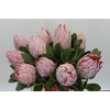 Protea Cynaroides