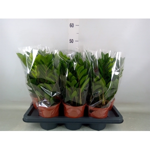 Zamioculcas zamiifolia