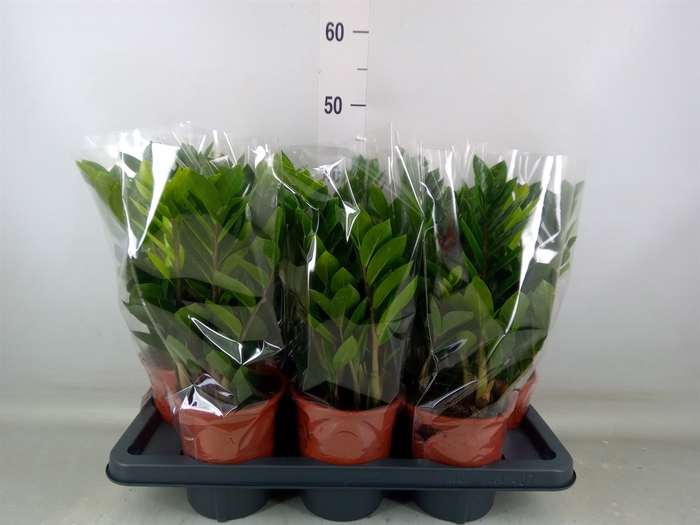 <h4>Zamioculcas zamiifolia</h4>